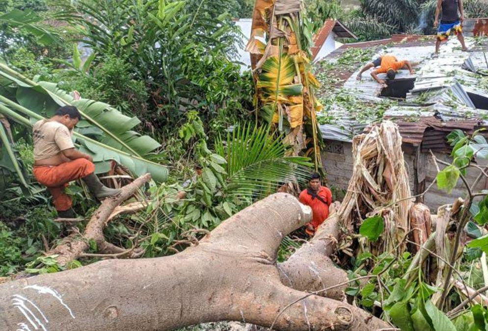 Cuaca Ekstrem, BPBD Padang Ingatkan Warga Waspadai Pohon Tumbang