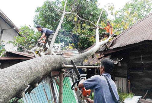 Pohon Tumbang Akibat Angin Kencang Timpa Rumah Warga di Padang