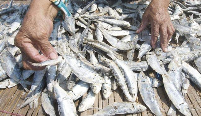 Produksi Ikan Asin di Agam Turun Drastis Akibat Cuaca Buruk