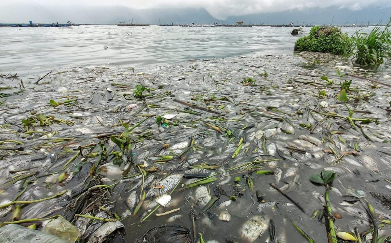 Puluhan Ton Bangkai Ikan di Danau Maninjau Timbulkan Bau Menyengat