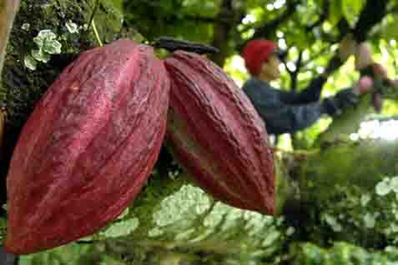 Sulteng Penghasil Biji Kakao Terbesar di Indonesia, Sumbar 35.321 Ton