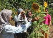 Desa BRILian Nagari Guguak Kuranji Hilir Kembangkan Budidaya Bunga Matahari