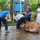 PETUGAS sedang melakukan pemotongan hewan kurban di halaman Musala Nurul Huda, RT 04 Komp. Rindang Alam, Sabtu (7/6). IST