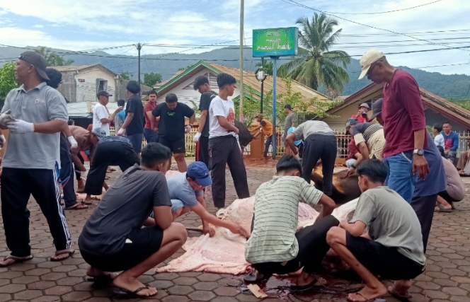 PELAKSANAAN penyembelihan hewan kurban di Masjid Nurul Haq, Komp. Rindang Alam dalam rangka Idul Adha 1446 Hijriah, Sabtu (7/6). RYAN SYAIR