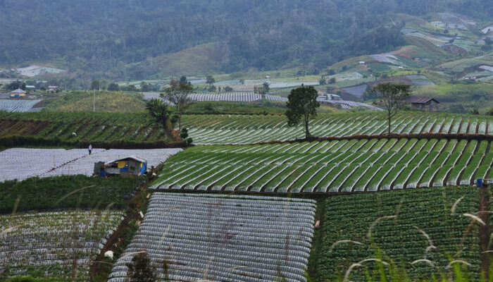 Kabupaten Solok Ingin Jadi Sentra Bawang Merah Terbesar di Indonesia