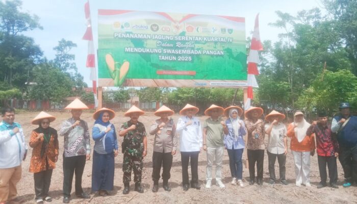 Polres Pessel Bersama Pemkab Setempat Tanam Jagung Serentak Kuartal IV di Kenagarian Painan Timur