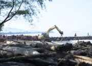 Goro di Pantai Morgan, Wamenhut: Kayu Sisa Bencana Bisa Digunakan untuk Rehab Rekon