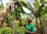 Reforma Agraria Buka Jalan Sejahtera bagi Petani Desa Baumata di Kupang