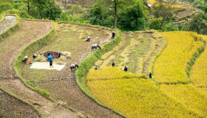 Dorong Pemerataan Akses Tanah, Reforma Agraria Berbasis HPL Diperkuat di Pasaman Barat