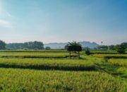 Perkuat Perlindungan Lahan Sawah, ATR/BPN Genjot LBS, LP2B, dan LSD Demi Swasembada Pangan