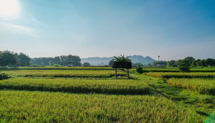 Perkuat Perlindungan Lahan Sawah, ATR/BPN Genjot LBS, LP2B, dan LSD Demi Swasembada Pangan