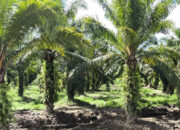 Pastikan Lahan Dimanfaatkan Produktif, BPN Sumbar Evaluasi Tanah Terindikasi Telantar