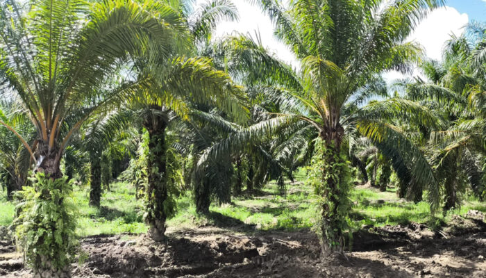 Pastikan Lahan Dimanfaatkan Produktif, BPN Sumbar Evaluasi Tanah Terindikasi Telantar