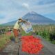 April 2026, BRI Salurkan KUR Rp65,95 Triliun, Jangkau 558 Ribu Petani dan 23 Ribu Nelayan