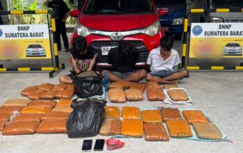 Nyaris Beredar di Sumbar, 44 Kg Ganja Disita BNNP dari Sebuah Sindikat