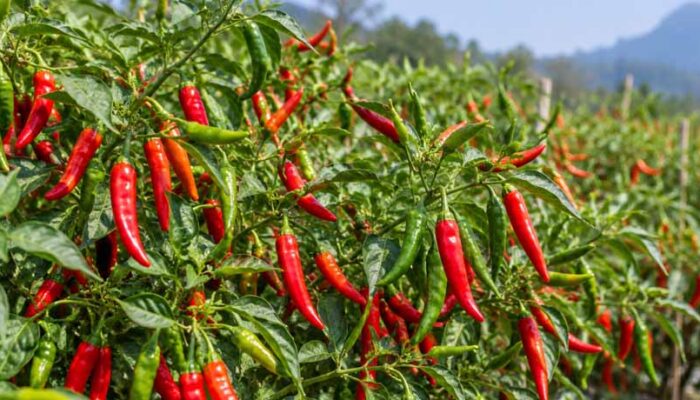 Cabai Sumbar Makin Pedas Harganya  Tembus Rp95 Ribu/Kg di Riau