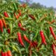 Cabai Sumbar Makin Pedas Harganya  Tembus Rp95 Ribu/Kg di Riau