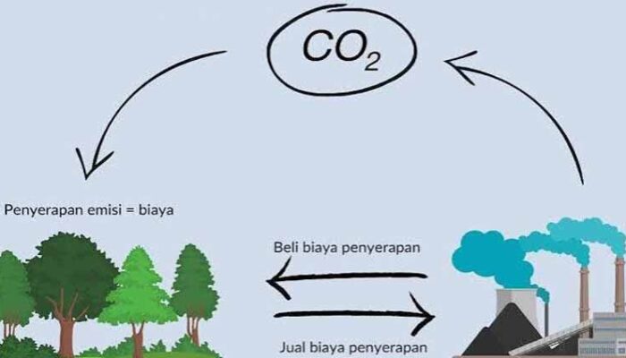 Hutan Kabupaten Solok Berpotensi  Hasilkan Duit Lewat Carbon Trade